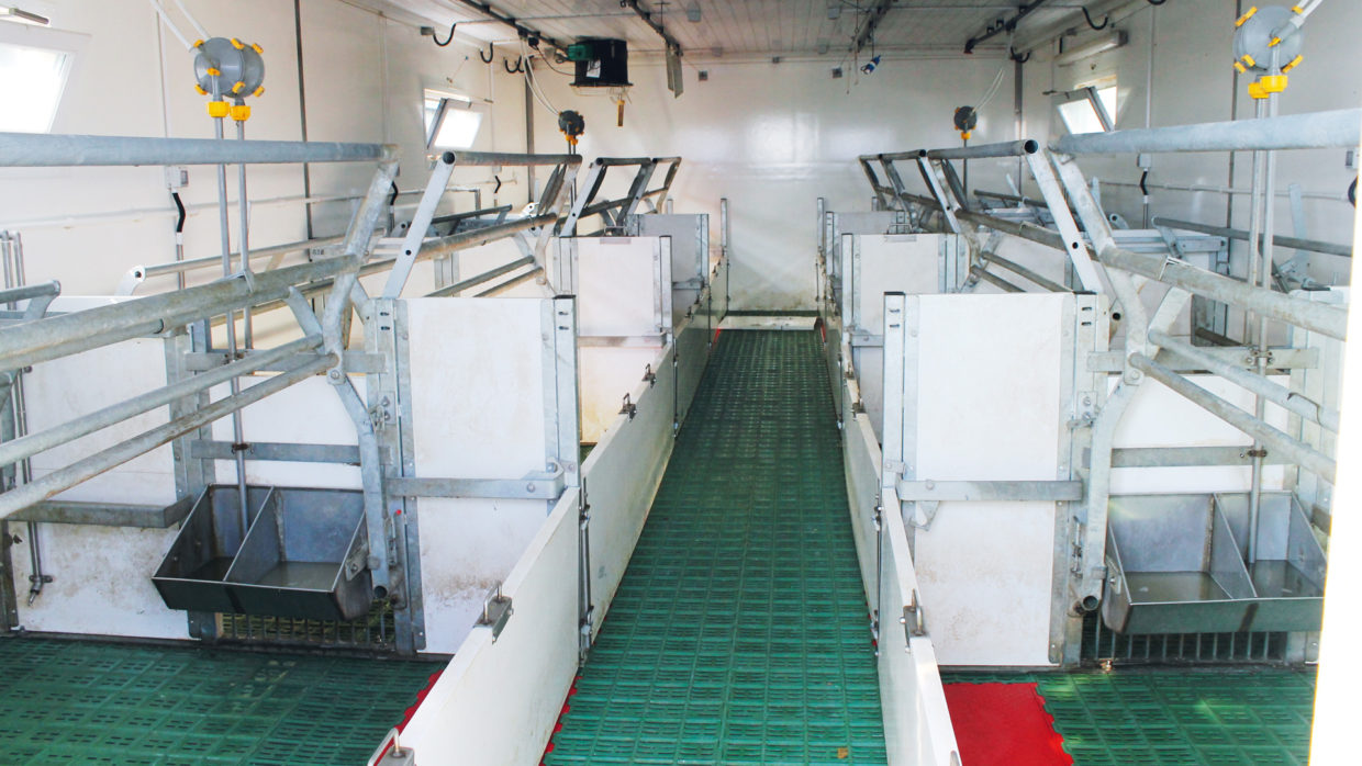 Batching and disinfection system on a pig farm