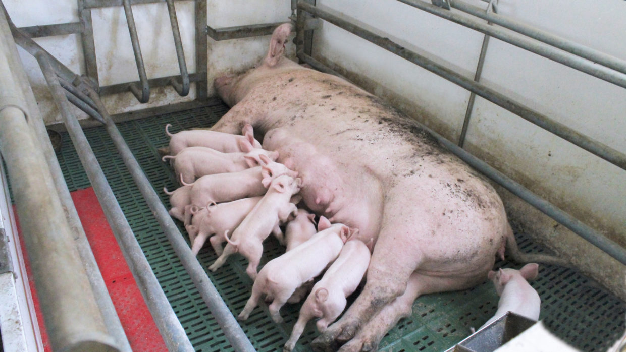 Free farrowing – The future of British pig production? - THE FURROW