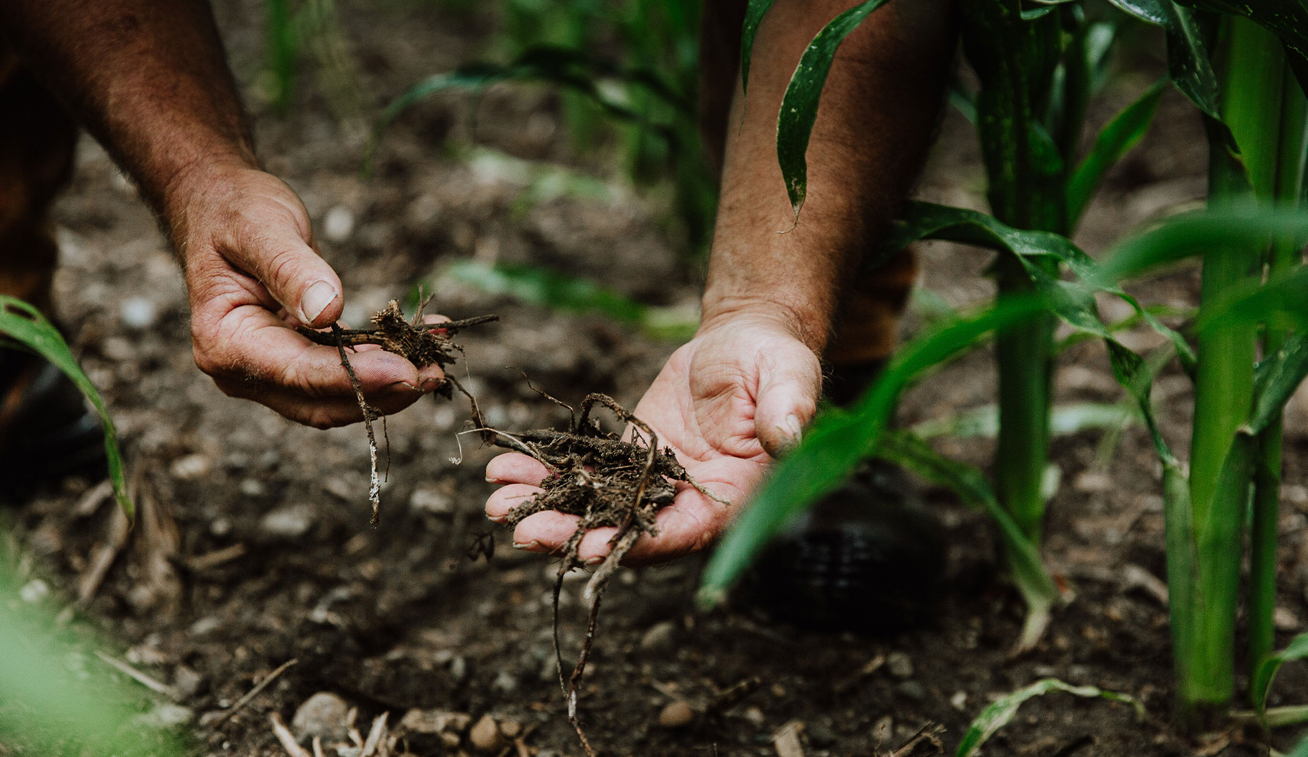 Recognising the value of humus - THE FURROW